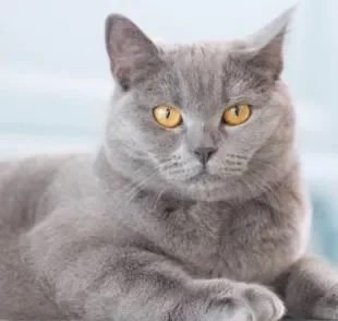 A cor de um gato cinza chama atenção por seu jeito exótico e charmoso