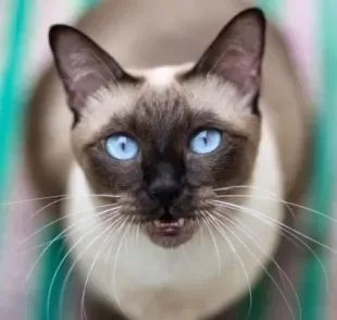 Gato com olho azul sempre faz qualquer pessoa se apaixonar