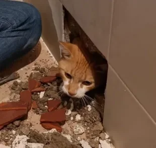 O gato se escondeu dentro da parede durante uma obra e depois foi resgatado pela tutora