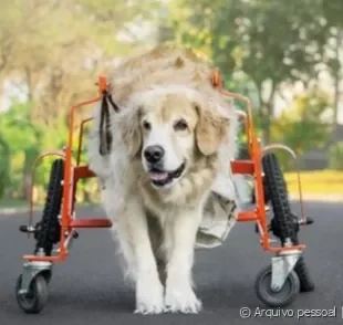  A Golden Retriever Julieta é um exemplo de superação 