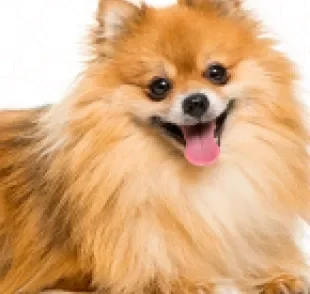   Raça de cachorro Lulu da Pomerânia tem características perfeitas para um pet de apartamento.            
