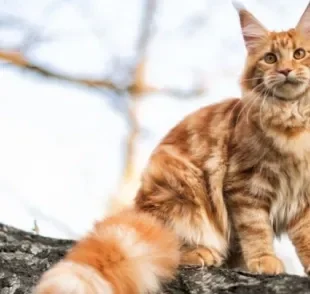 O Maine Coon é um gato gigante que pode ter preços bastante elevados