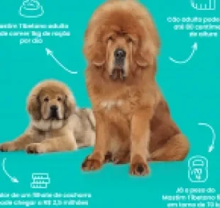 Raça de cachorro mais cara do mundo, o Mastim Tibetano tem muitas curiosidades! 