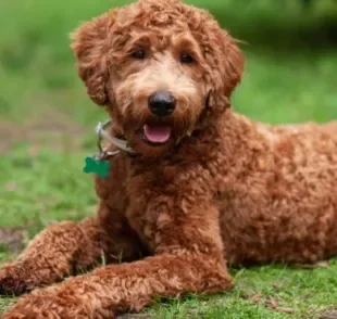  Labradoodle é um exemplo de mistura de raças de cachorros 