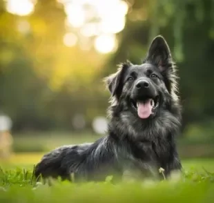 O nome de cachorro que você escolher é o que vai marcar a vida do seu amigo para sempre