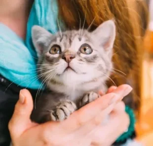  Há uma infinidade de nomes para gatos que você pode escolher 