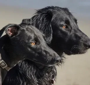  Tá com dúvida para escolher nome para cachorro preto? Olha essas dicas! 