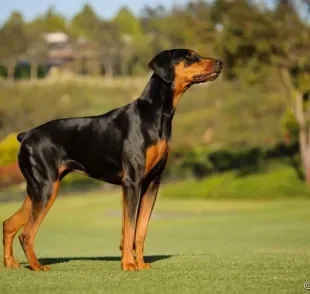 A síndrome de Wobbler é mais frequente em cachorro Doberman e raças grandes