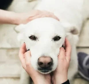 Saber onde fazer carinho no cachorro torna tudo mais tranquilo