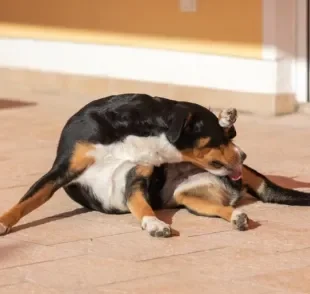 O motivo por que o cachorro lambe as partes íntimas é limpeza da região ou mero hábito