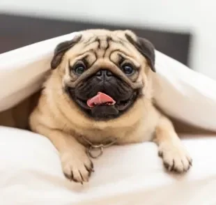 Descubra o que pode causar alergia no seu cachorro Pug e como cuidar para que isso não aconteça