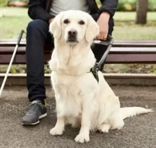  Cão guia são raças que ajudam na rotina de portadores de deficiência