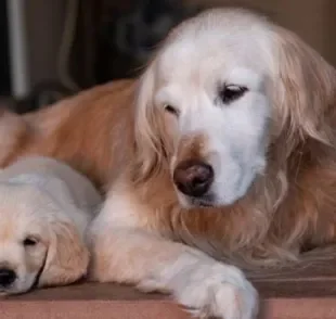  Quantos anos vive um cachorro? Raça Golden Retriever vive um pouco mais de uma década
