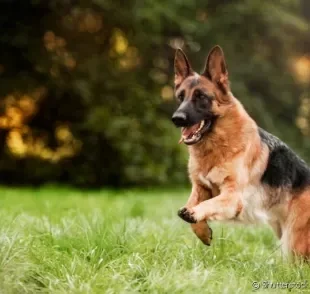  Descubra mais sobre as raças de cachorro grande mais populares por aqui 