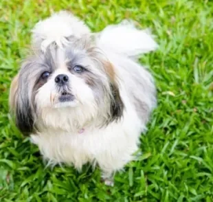 A coprofagia canina é o hábito do cachorro comer fezes