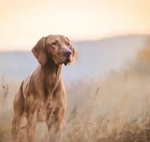 Nomes para cachorro com referências geeks são uma ótima ideia