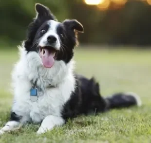 A expectativa de vida de um cachorro pode aumentar com cuidados básicos no dia a dia