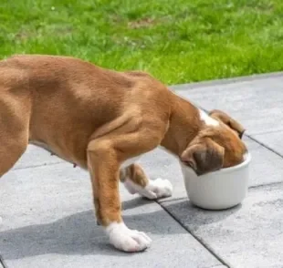 Percebeu a pele do Boxer descamando ou seus pelos caindo? Pode ser alergia alimentar.