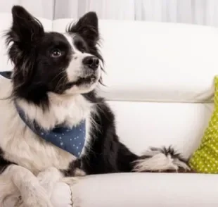 O cachorro no sofá pode trazer danos ao móvel e por isso muitos tutores preferem evitar que o pet suba nele