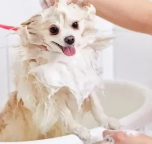  Saiba como dar banho em cachorro da raça Spitz Alemão em casa!