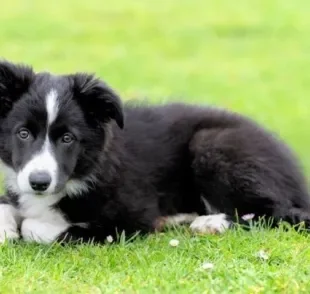 O filhote de Border Collie é cheio de energia