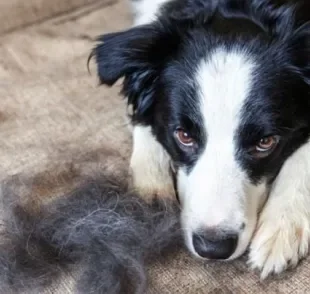  A troca de pelagem do cachorro Border Collie se adapta às estações do ano 