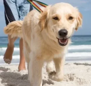  Cachorro sente calor e precisa de cuidados especiais no verão 