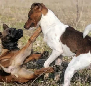  Cão dominante: família é matilha que ele pensa em proteger 