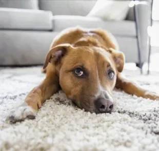 O melhor cachorro para apartamento pode ser grande ou pequeno