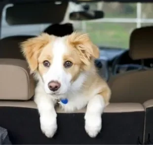 O cachorro vomitando no carro acontece quando pet fica enjoado com o movimento do automóvel