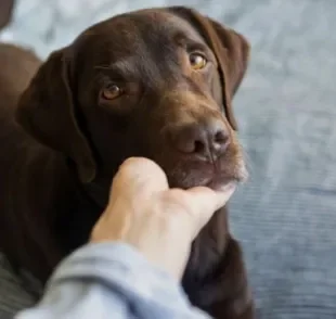 O câncer em cachorro pode ser prevenido com algumas mudanças na rotina