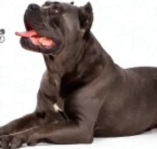 O Cane Corso é uma raça de cachorro gigante com uma personalidade super amigável