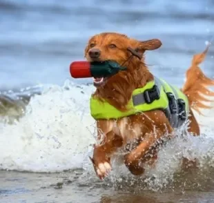 Um cão de serviço salva vidas ajuda a resgatar pessoas de afogamentos no mar