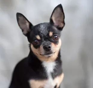 O Chihuahua é conhecido pela personalidade forte dentro de uma embalagem pequena