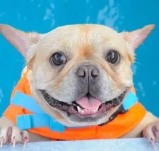 Colete salva vidas: cachorro precisa dessa proteção na hora de entrar na água