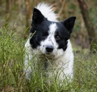 Cachorros cegos e cachorros surdos também podem ser adestrados!