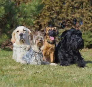 Do Yorkshire ao Labrador: conheça as raças que mais fazem sucesso