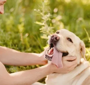  Pastor alemão, labrador, vira-lata e outros: veja quais são os cachorros mais carinhosos! 