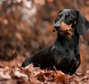 O cachorro Dachshund tem uma personalidade forte, mas igualmente amorosa e amigável