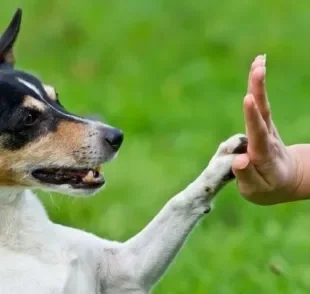 O cachorro pode ser destro ou canhoto, assim como os humanos