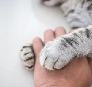 Gato carente, dócil e companheiro pode ser de diversas raças, inclusive Vira-lata!