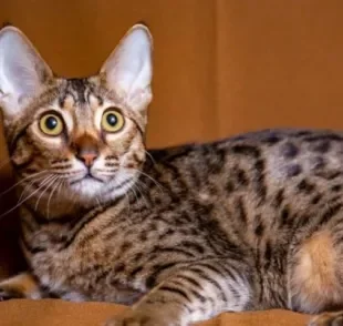 O gato Savannah é uma mistura de gato selvagem com gato doméstico