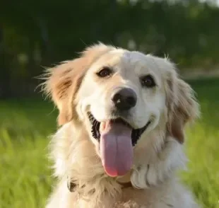 O Golden Retriever é um cachorro grande com muitas qualidades