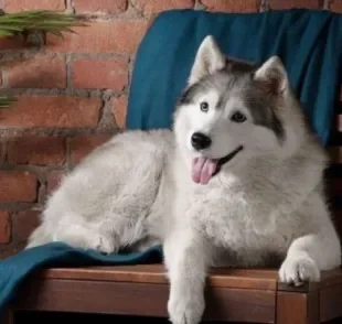 Husky Siberiano é sociável, mas pode latir alto demais e incomodar vizinhos se não for adestrado.