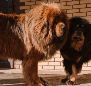  Mastim Tibetano é uma raça que vai muito além de ser o cachorro mais caro do mundo! Conheça esse grandão.