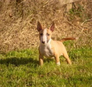  Conheça algumas mini raças e se apaixone por esses cachorros pequenos! 