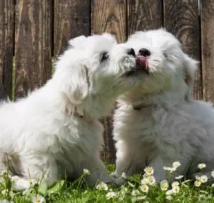 Nomes para cachorro unissex têm feito cada vez mais sucesso