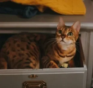 Gato bengal é resultado do cruzamento do gato selvagem com um gato doméstico