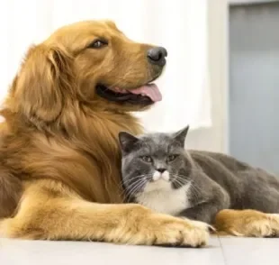 O outubro rosa pet serve para conscientizar os tutores sobre o câncer de mama em cães e gatos