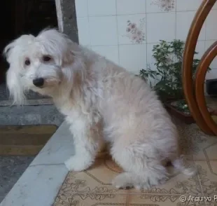 O Outubro Rosa Pet marca a campanha contra o câncer de mama, doença que a cadela Mel consegiu vencer